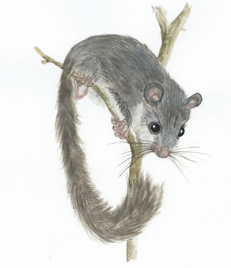 Skizze Siebenschläfer