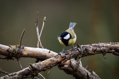 Kohlmeise sitzt auf Zweig 