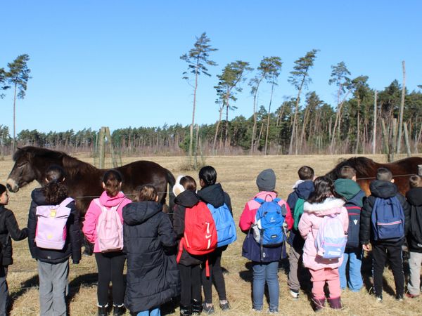 Gruppe von Schülern vor eine Koppel mit zwei Pferden