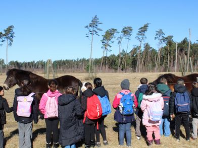 Gruppe von Schülern vor eine Koppel mit zwei Pferden