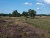 Blick auf eine Heidelandschaft