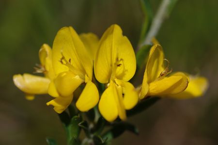 gelbe Blüte des Haar-Ginsters