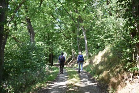 Zwei Wanderer im Wald