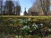 Schneeglöckchen mit Blick auf das Hermannsdenkmal