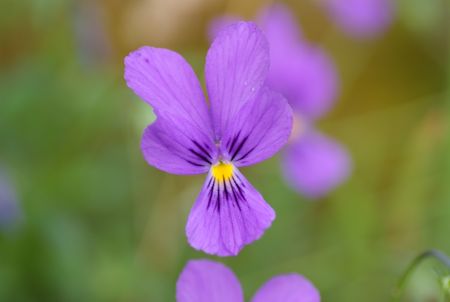 Galmeiveilchen in Nahaufnahme