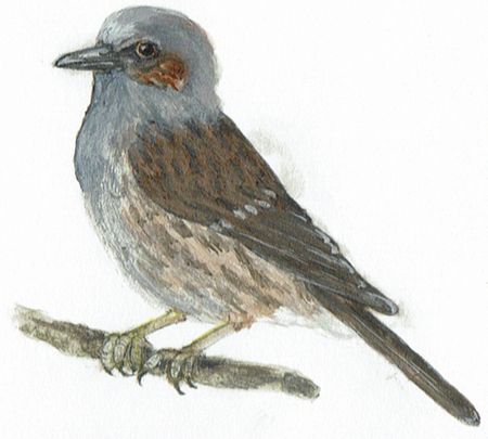 Skizze Heckenbraunelle