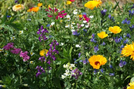 Ausschnitt von Wiese mit bunten Wildblumen