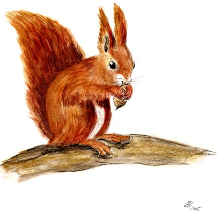 Skizze Eichhörnchen