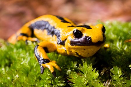 Ein Feuersalamander auf einer Moospflanze in der Sonne