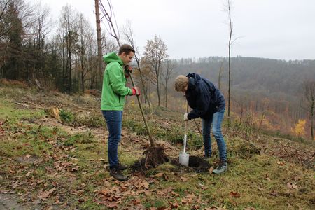 Zwei Naturparkmitarbeiter pflanzen zusammen einen Baum
