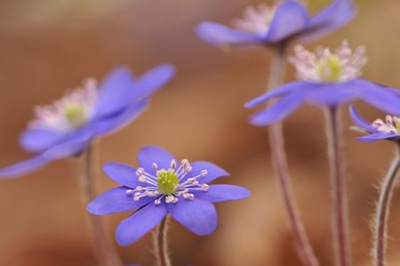 Leberblümchen in Nahaufnahme