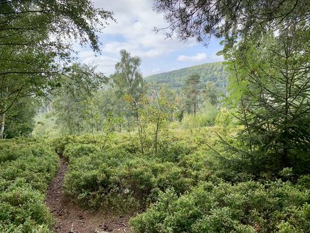 Aussicht von Wanderweg in die Natur nahe der Externsteine