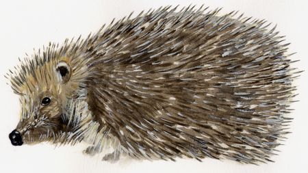 Skizze Igel