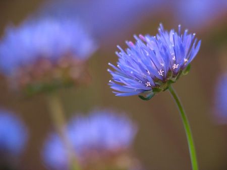 blau-violettes Berg-Sandglöckchen