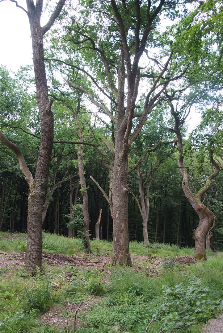 Naturschutzgebiet Externsteine