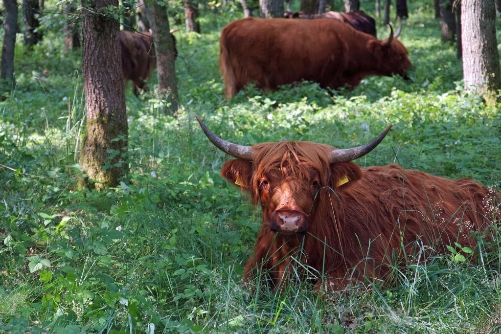 Naturschutzgroßprojekt Senne und Teutoburger Wald