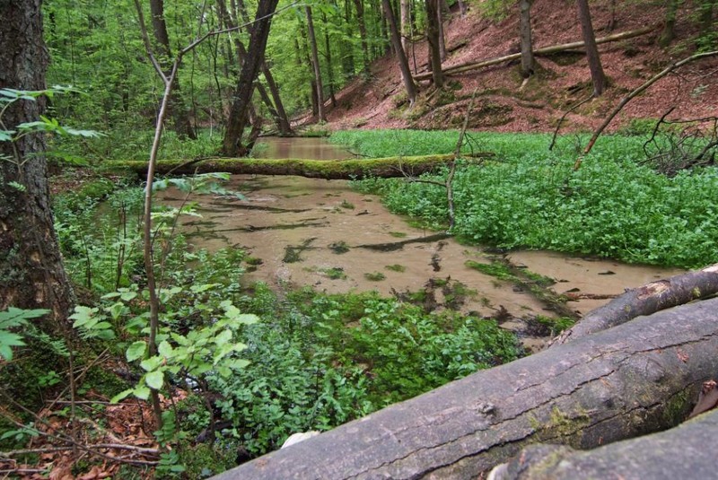 Teutoburger Wald, romantisches Furlbachtal