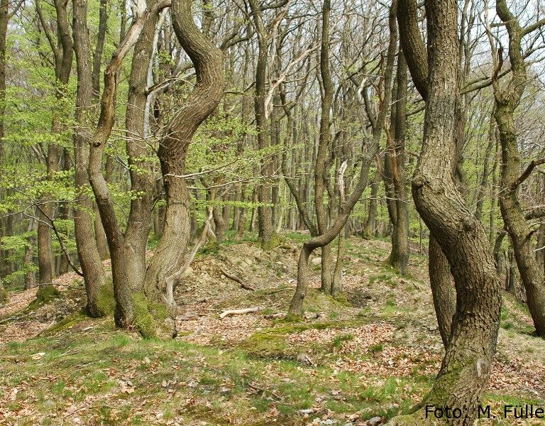 Niederwald Rinnenberg