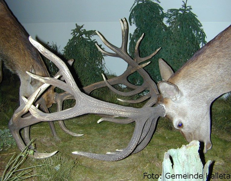 Wald und Forstmuseum Heidelbeck