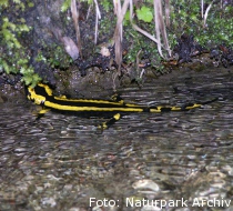 Feuersalamander