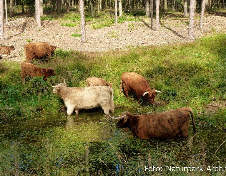 Naturschutzgroßprojekt Senne und Teutoburger Wald