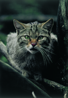 Wildkatze