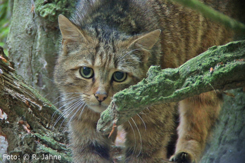 Wildkatze4 bearbeitet