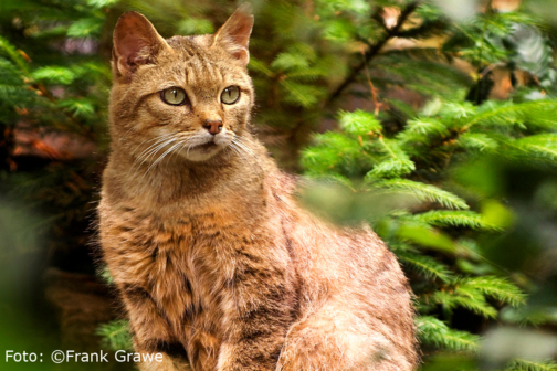 Wildkatze ©FrankGrawe