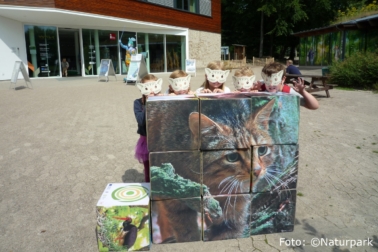 Wildkatzenkinder © Naturpark