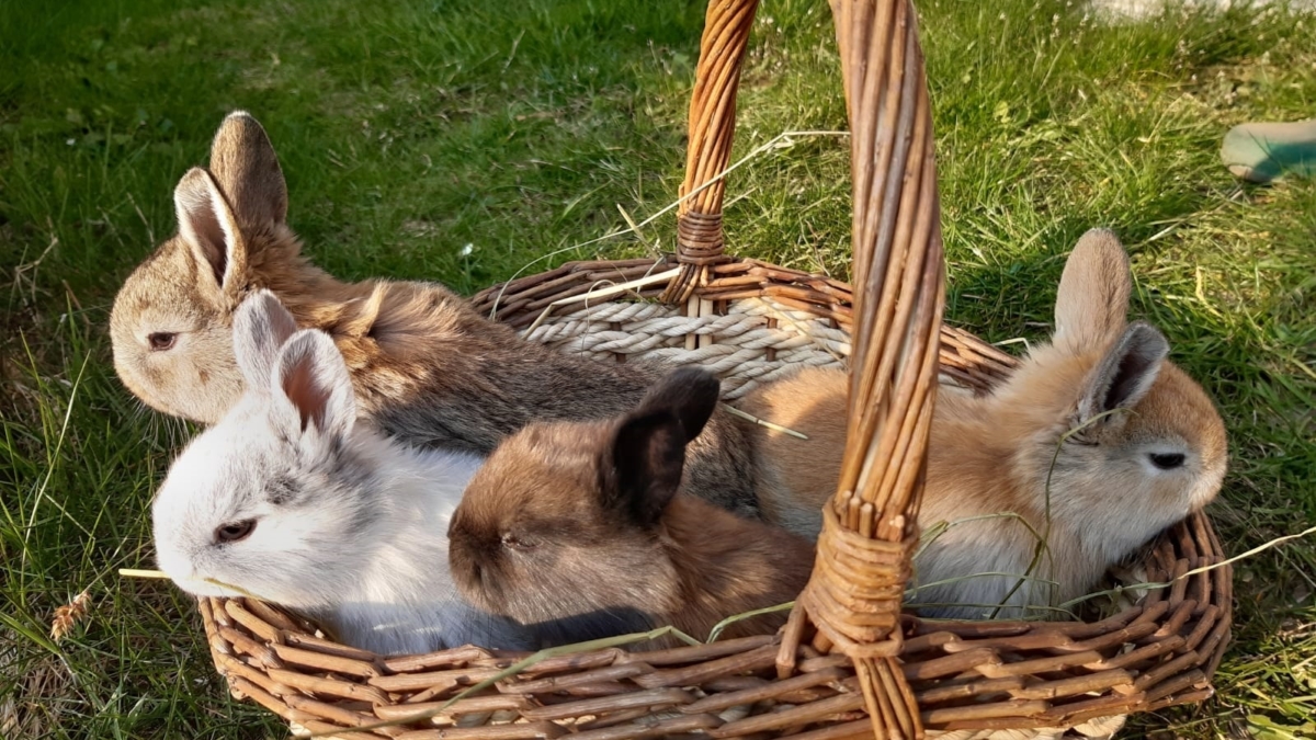 Vier kleine, verschiedenfarbige Hasen sitzen in einem Weidekorb auf einer grünen Wiese