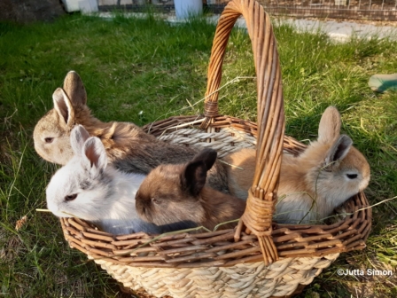 Vier kleine, verschiedenfarbige Hasen sitzen in einem Weidekorb auf einer grünen Wiese