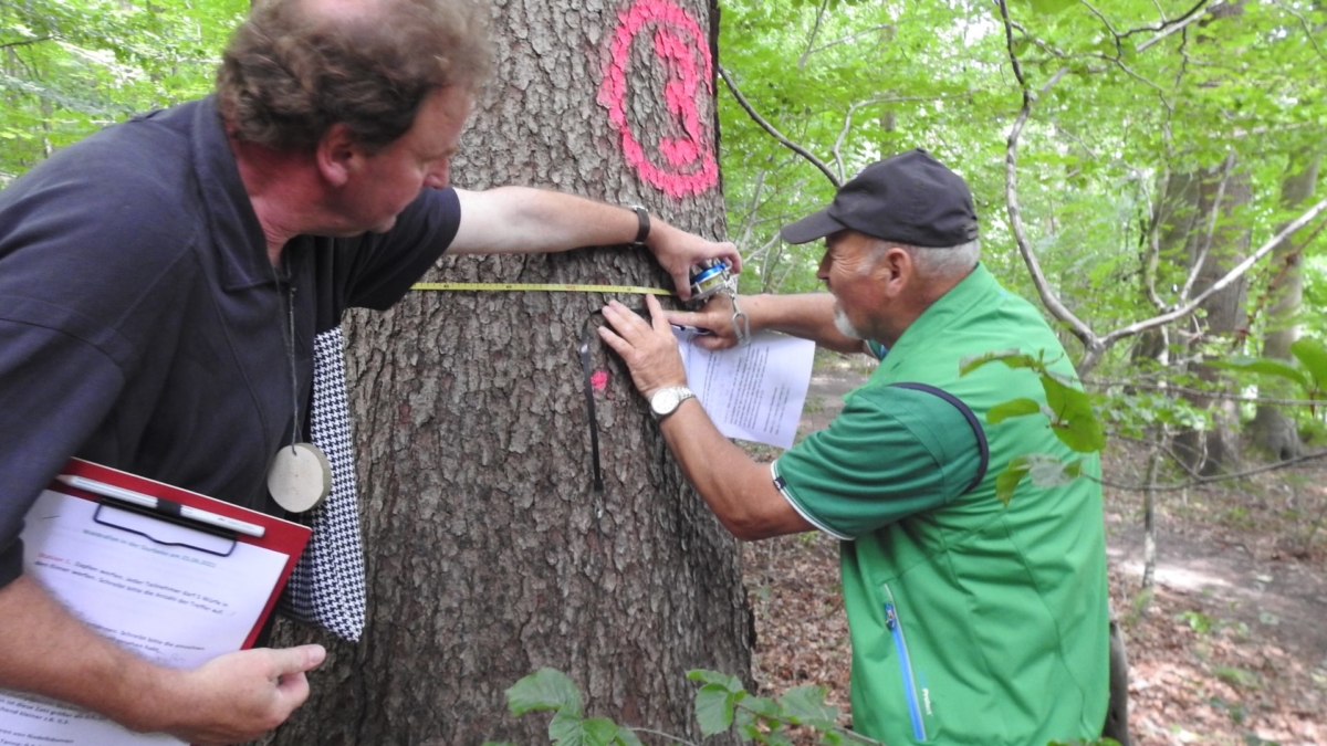 Zwei Zwei Männer in Outdoorkleidung messen den Baumumpfang einer Buche im Wald