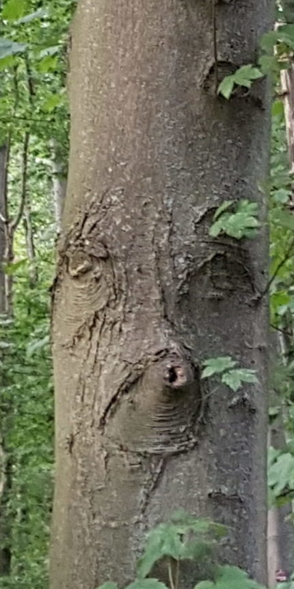 Ahornbaumstamm mit Gesicht in der Baumrinde