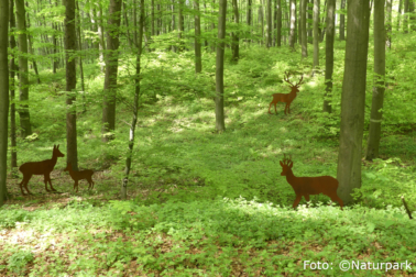 Tiere Schaufenster