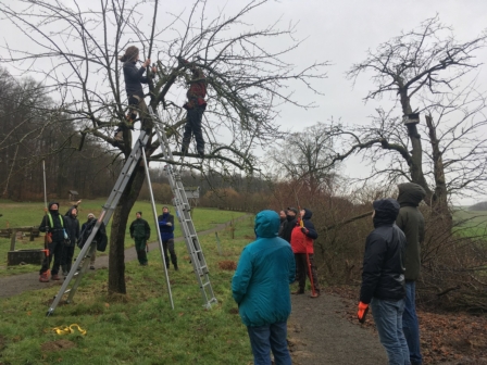 Modul 3 Schnitt eines Umstellungsbaumes