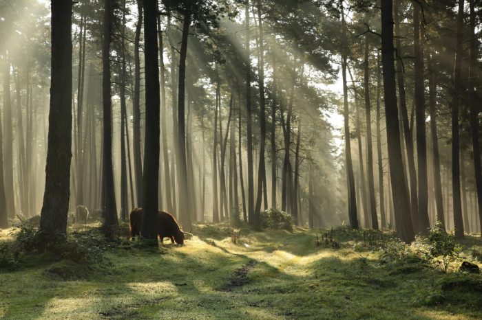 Rinder Waldweide Oerlinghausen